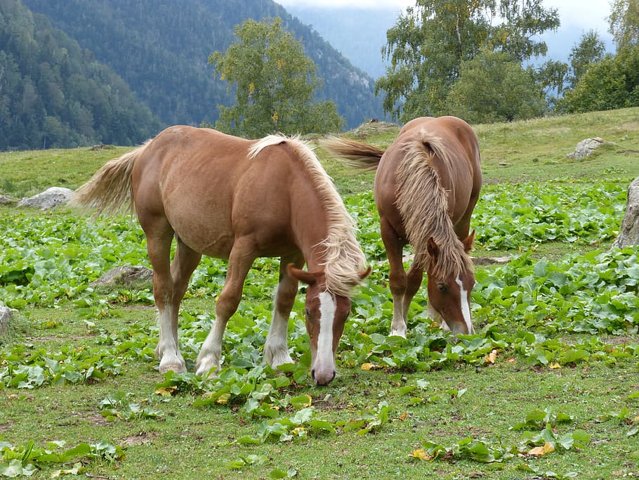 horses, prado, pacer, dom, val d'aran, couple, pastures, prairie HD wallpaper