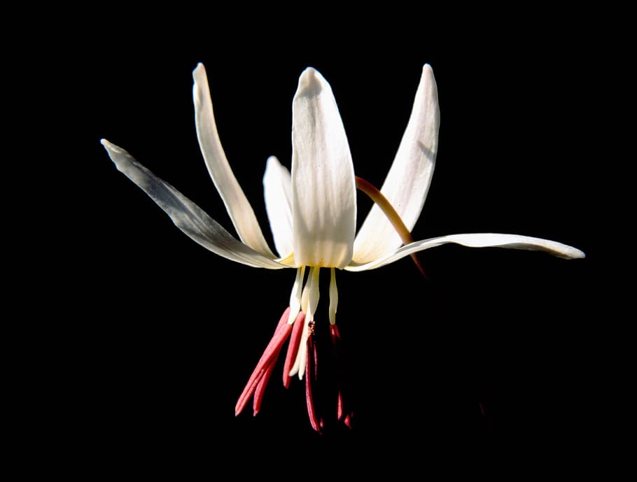 flower, black background, flowering plant, freshness, beauty in nature HD wallpaper