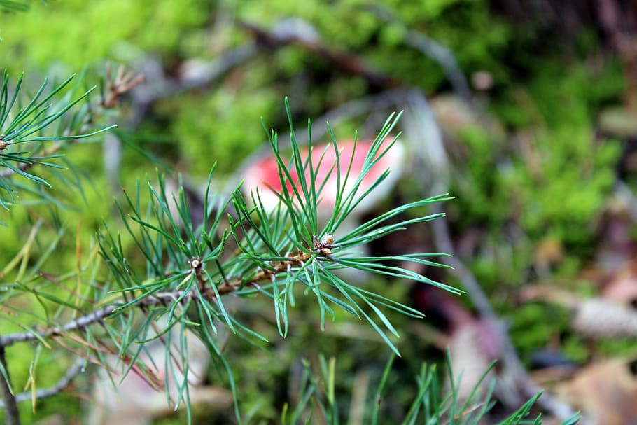 pine, sprig, forest, needles, coniferous, nature, iglak, green HD wallpaper