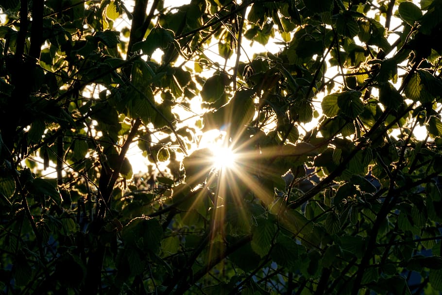tree, nature, leaf, sun, sunlight, plant, growth, sunbeam, beauty in nature HD wallpaper