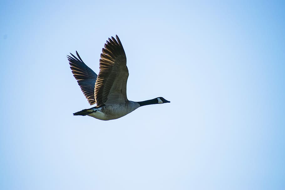 HD wallpaper: canadian goose, in flight, flying goose, 2017, animal ...