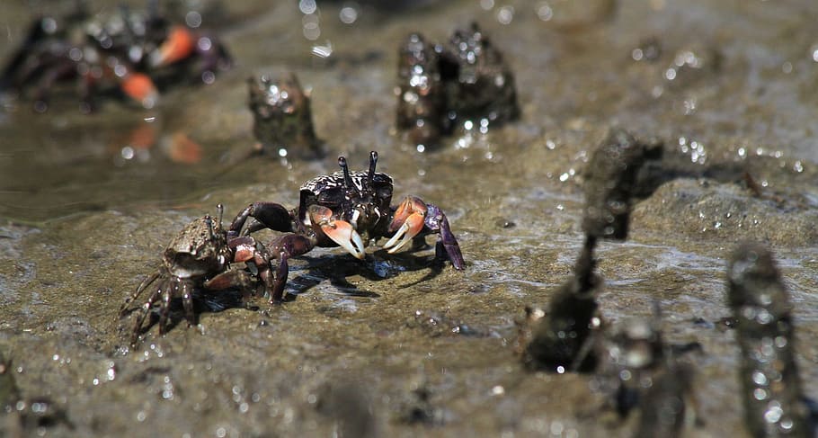 Crab, Mud, River, Crustacean, Nature, animal, water, swimming HD wallpaper