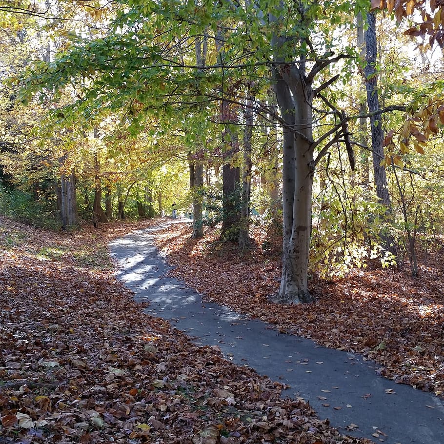 walk, nature, tree, light, fall, outdoor, sun, path, sunny HD wallpaper
