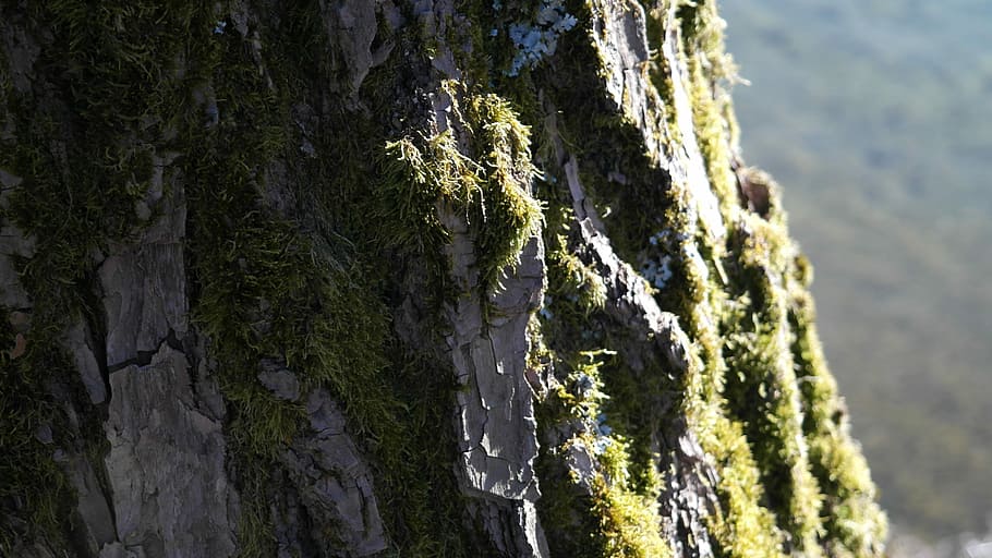Tree, Log, Bark, Aesthetic, Earth, nature, landscape, rock - object HD wallpaper