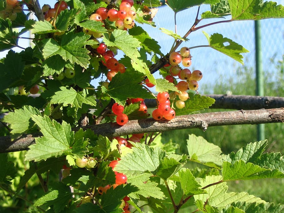 berry, currant, harvest, plant part, leaf, growth, green color HD wallpaper