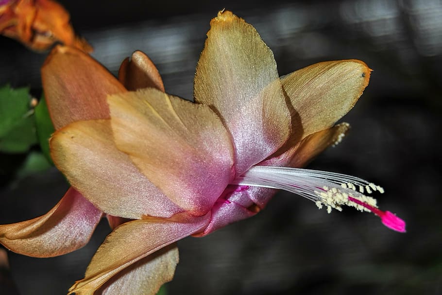 cactus, weihnachtskaktus, flourished, close, flower, petal HD wallpaper