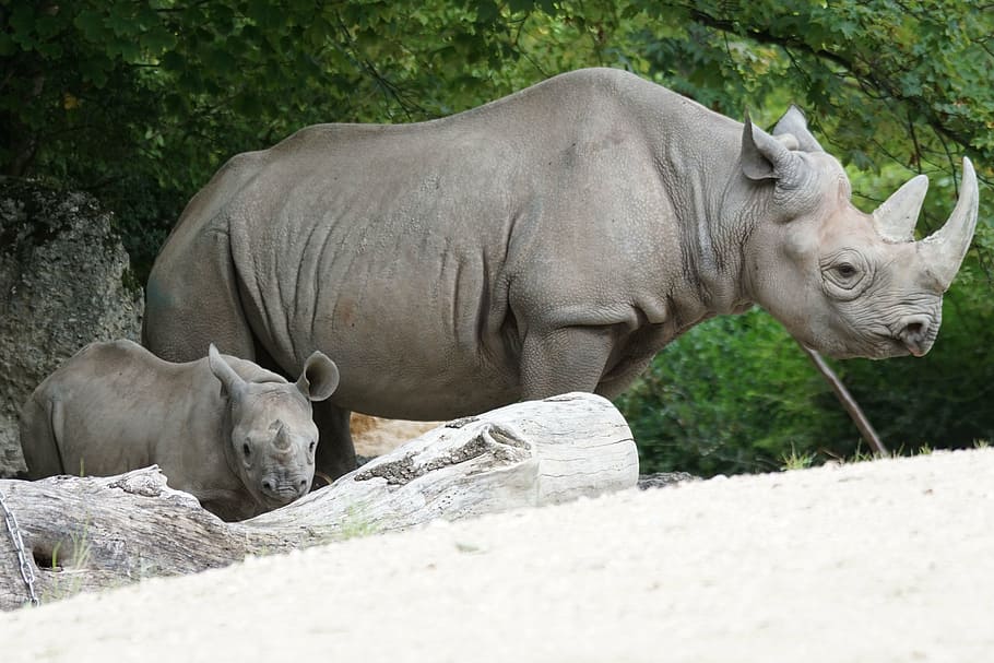 two gray rhinoceros standing near tree during daytime, black rhino, HD wallpaper
