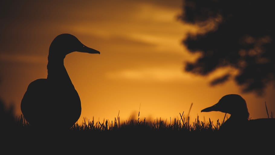 silhouette of ducks during dawn, sunset, orange, twilight, sunrise HD wallpaper