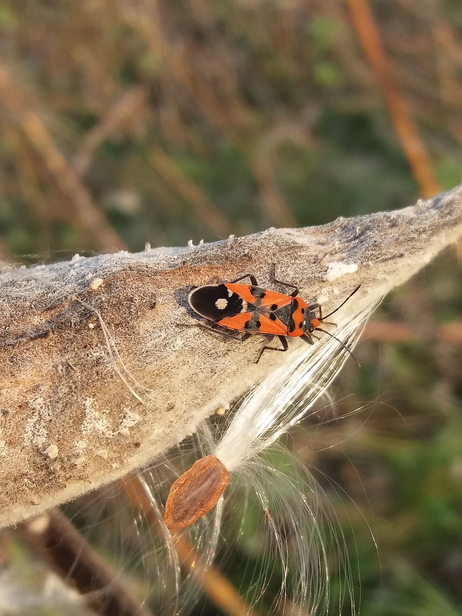 bug, animal, fire wants, beetle, invertebrate, insect, animal themes HD wallpaper