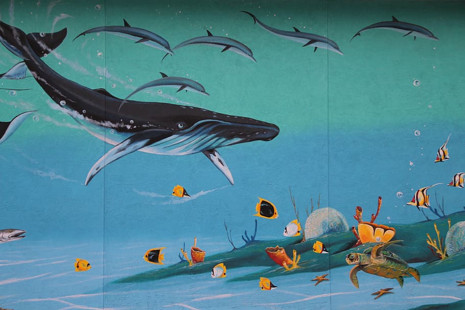 bowever, sea, ocean, fish, animal themes, water, animal wildlife HD wallpaper
