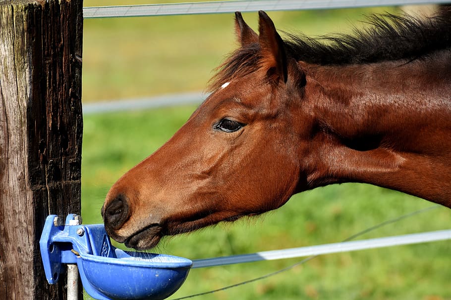 Horse drink