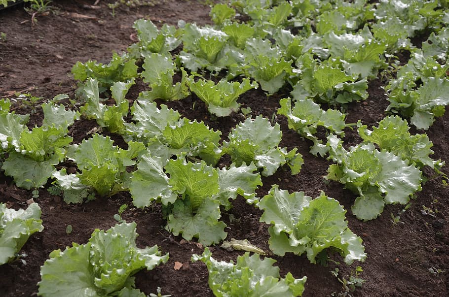 plantation, lettuce, green, green color, food, food and drink HD wallpaper