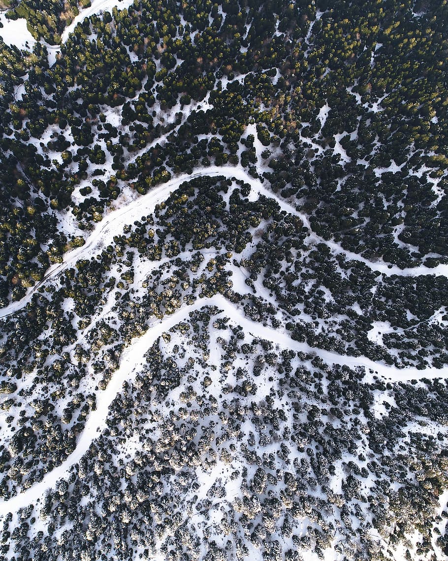 bird's-eye view of green trees, aerial photography of trees covered with snow at daytime HD wallpaper