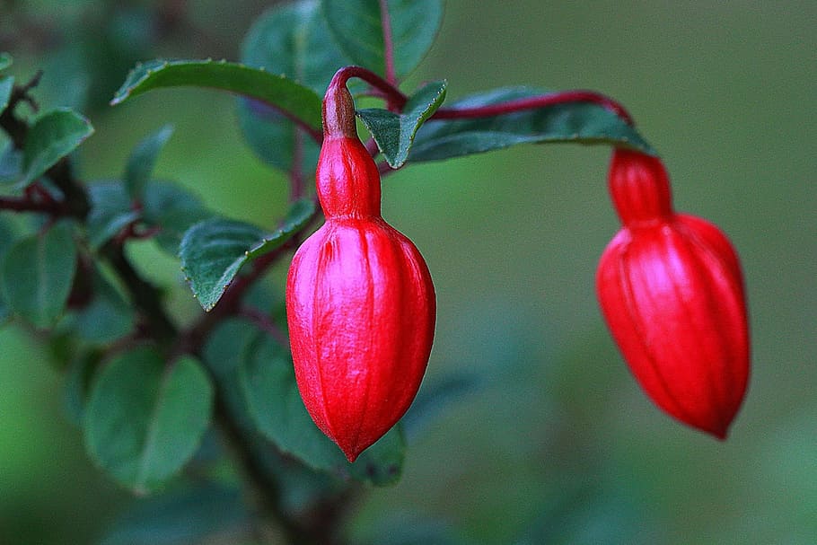 Fuchsia, Flower, Blossom, Red, Blue, nature, plant, green Color HD wallpaper