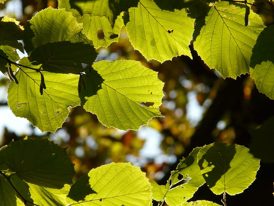 leaf, leaves, back light, walnut, hazelnut, hazelnut tree, haselnussbamublatt HD wallpaper