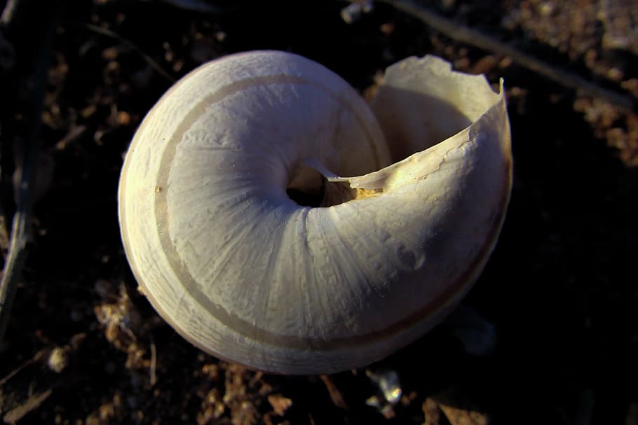 shell, helix, nature, spiral, broken, close-up, healthy eating HD wallpaper
