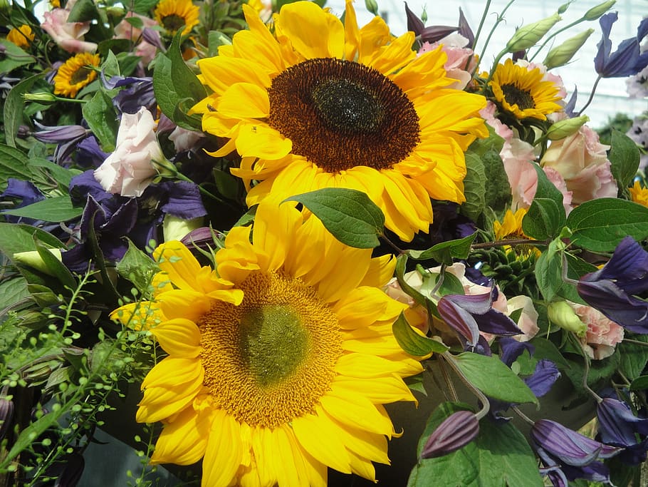 sunflower, nature, flora, flowering plant, yellow, fragility HD wallpaper
