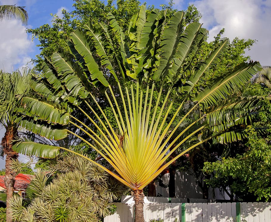 Traveller'S Tree, Travellers Palm, ravenala madagascariensis