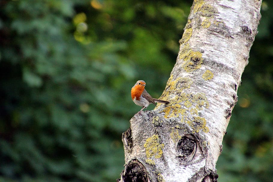 Bird, Robin, Small, Birch, Tree, park, nature, one animal, animal themes HD wallpaper