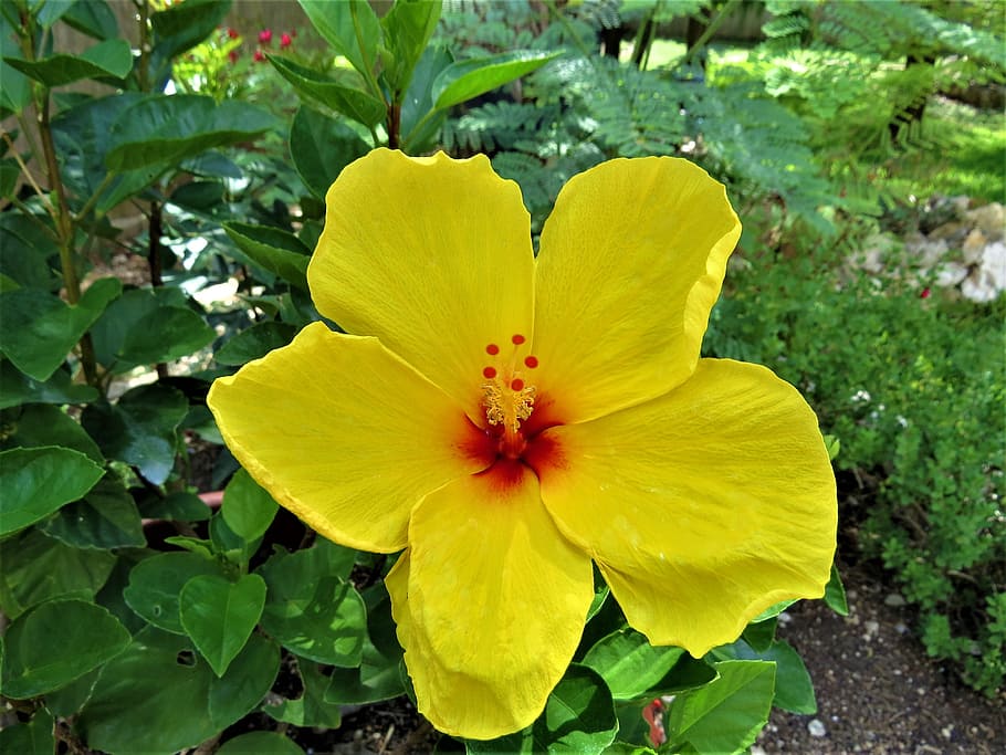flower, yellow, rust, garden, flowering plant, fragility, vulnerability HD wallpaper