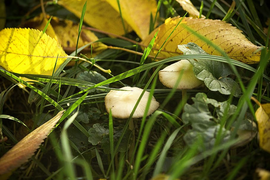 mushroom, autumn, nature, meadow, close, leaves, grass, autumn beginning, HD wallpaper