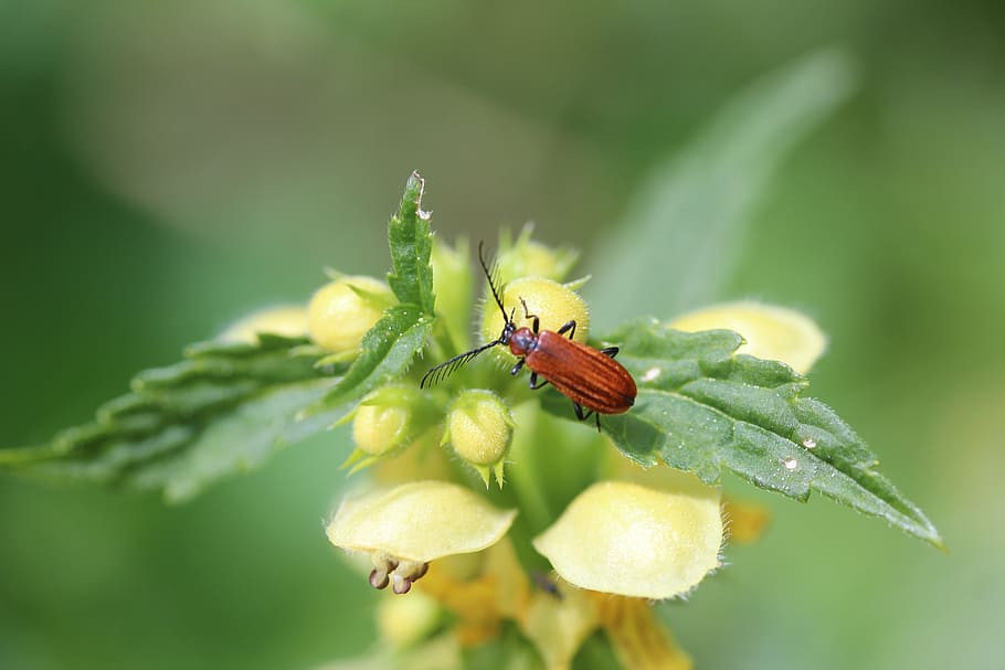 dead nettle, ground beetles, insect, close, leaf, red beetle HD wallpaper