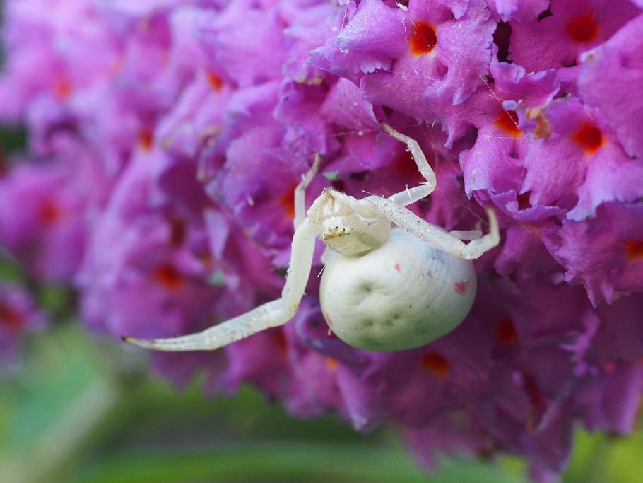 dorsata, spider, nature, macro, arachnids, white spider, goldenrod crab spider HD wallpaper