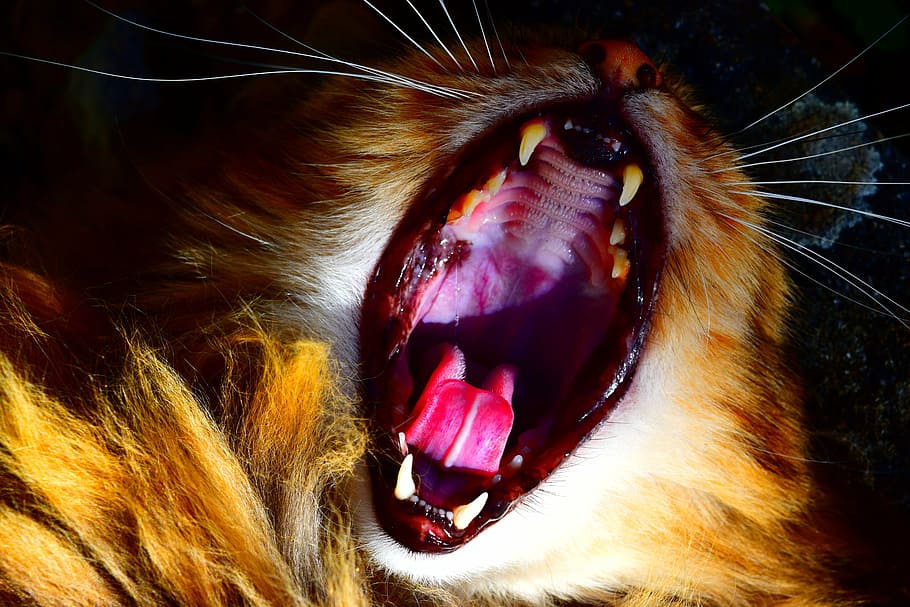 cat, throat, teeth, animal, animal themes, mammal, one animal HD wallpaper