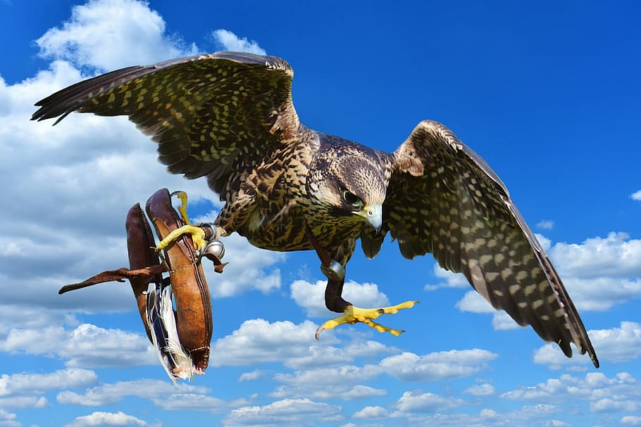 falcon, approach, prey, access, raptor, wild animal, feather HD wallpaper