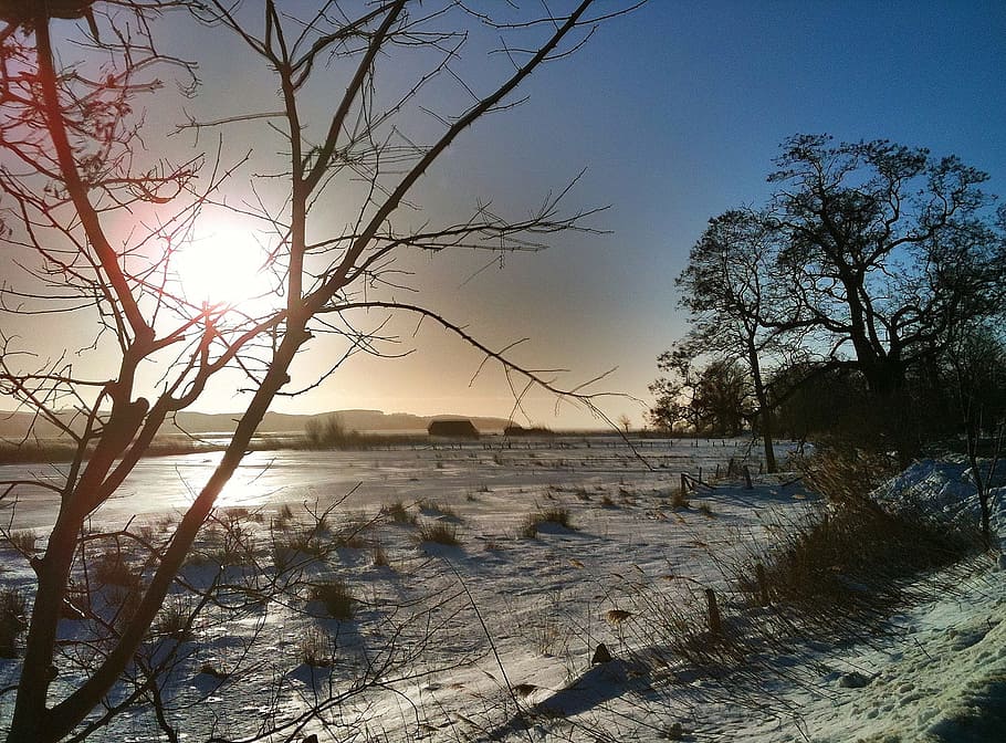 Winter, Sun, Back Light, tree, cold temperature, bare tree HD wallpaper