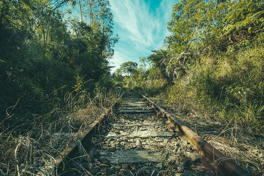 brown train rail surrounded by green plants, tree, forest, rainforest HD wallpaper