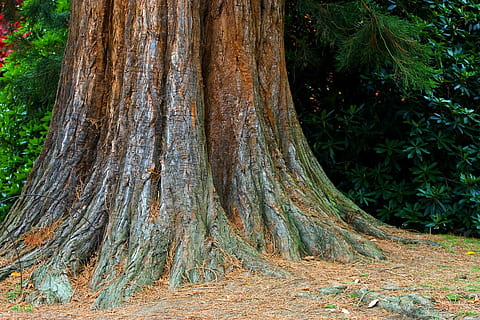 tree, trunk, bark, texture, close-up, big, large, nature, forest HD wallpaper