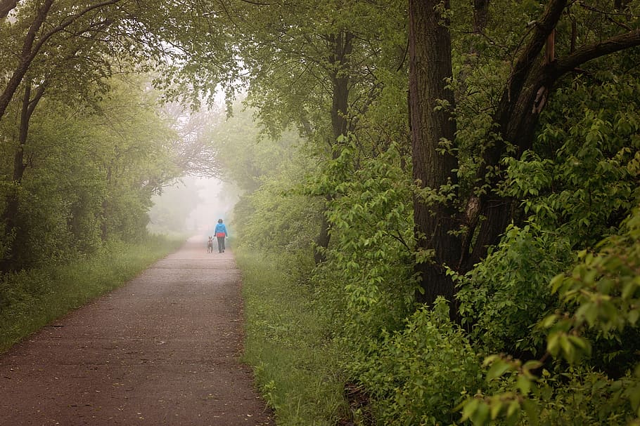 trail, woods, fog, path, summer, nature, adventure, forest HD wallpaper