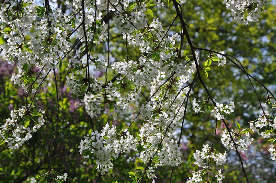 spring, cranberry, color, nature, springtime, tree, branch HD wallpaper