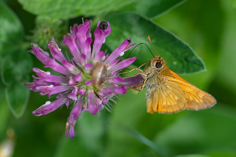 butterfly, nectar, proboscis, skipper, macro, close up, blossom HD wallpaper