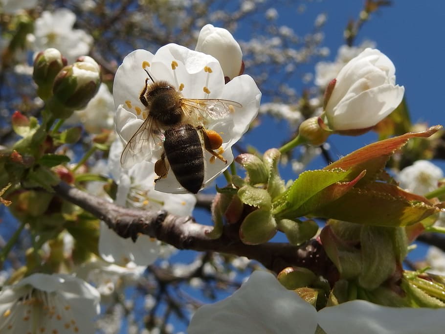 Bee, Pollen, Insect, Pollination, Garden, animal wildlife, animals in the wild HD wallpaper