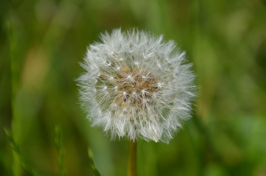 dandelion, nature, meadow, plant, fragility, flower, vulnerability HD wallpaper