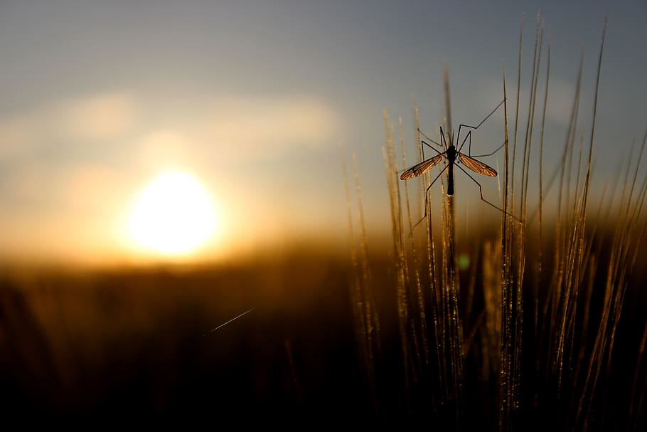nature, grass, summer, sky, sunset, sunlight, beauty in nature HD wallpaper