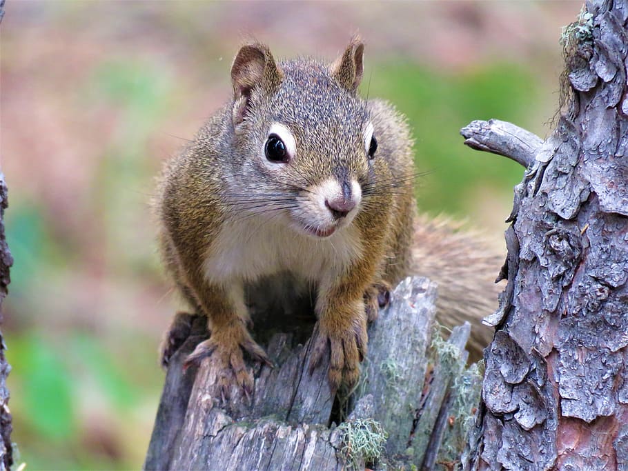 squirrel, tree, rodent, forest, wildlife, animal, animal themes HD wallpaper