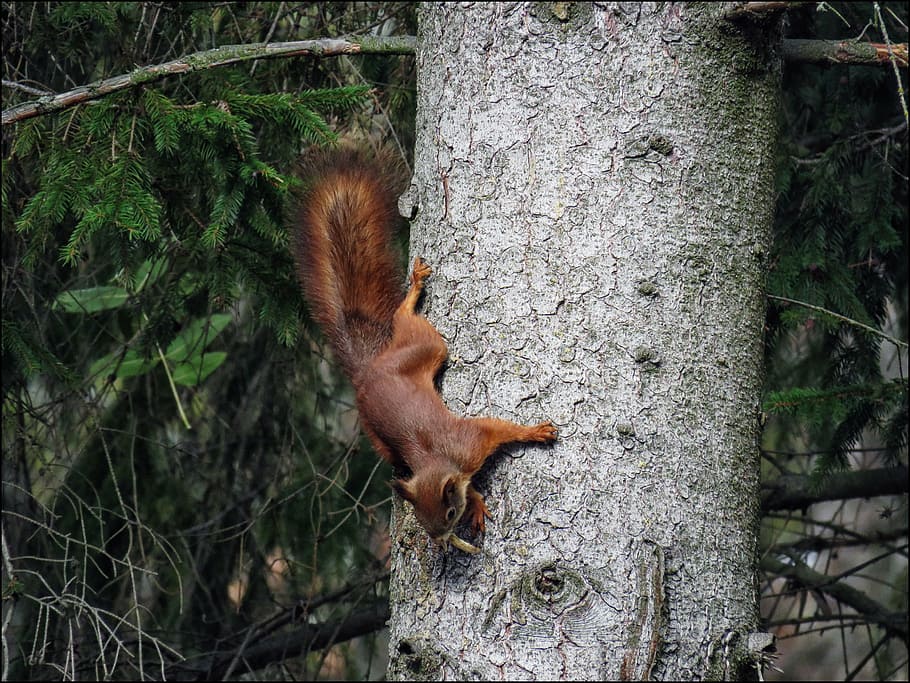 squirrel, animal, nature, forest, rodent, wildlife, tree, brown HD wallpaper