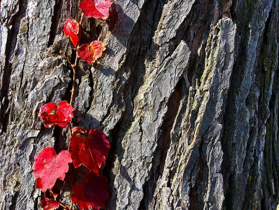 tree, red, leaves, nature, branch, plant, outdoor, foliage HD wallpaper