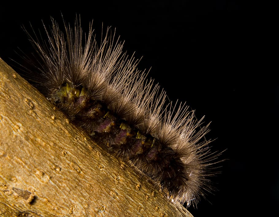 caterpillar, hairy, close, close-up, one animal, animal themes HD wallpaper