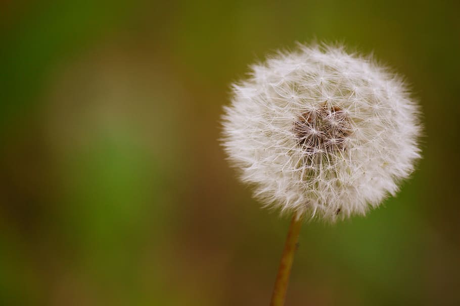 dandelion, seeds, prado, flower, fragility, vulnerability, flowering plant HD wallpaper
