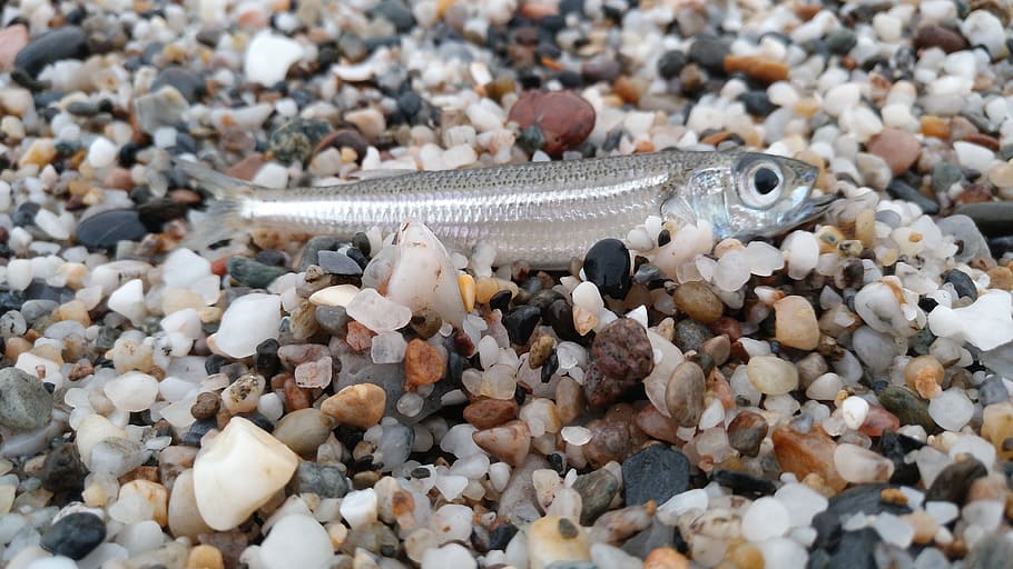 fish, sand, stones, small fish, animal, animal themes, animal wildlife HD wallpaper