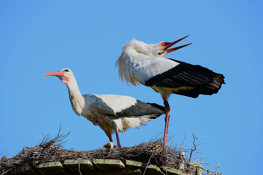 storks, balz, stork klappernder, stork couple, bird, animal, HD wallpaper