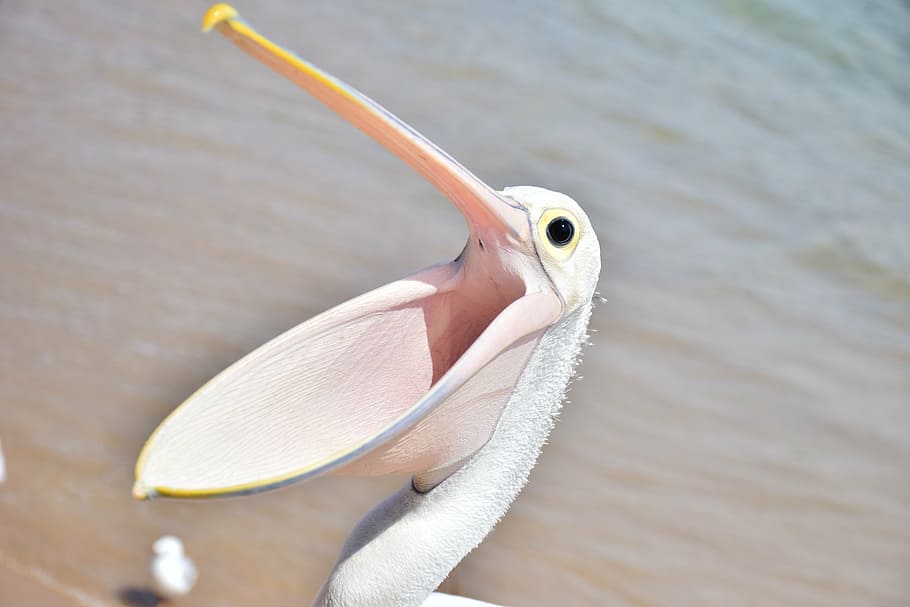 HD wallpaper: pelican, bird, sea, animal, wings, open beak, natural