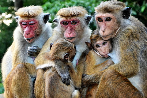 monkey, mammal, animal world, primate, nature, baby, family HD wallpaper