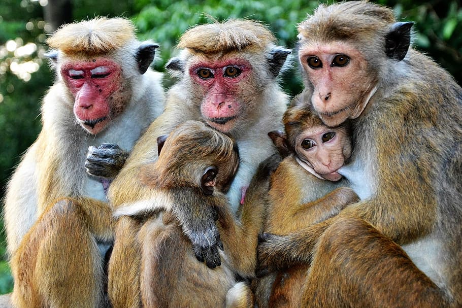 monkey, mammal, animal world, primate, nature, baby, family HD wallpaper