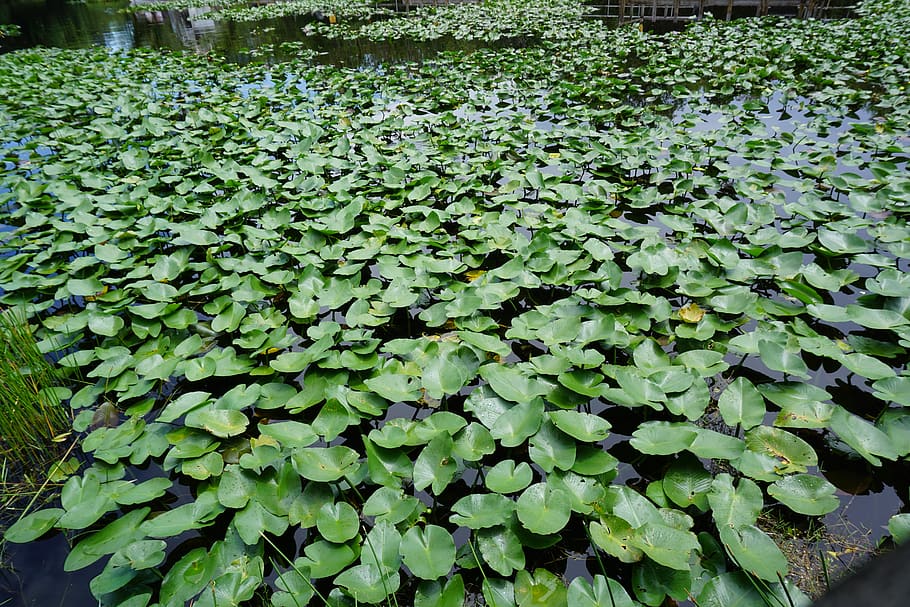 leaf, flora, pool, environment, flower, nature, swamp, natural HD wallpaper