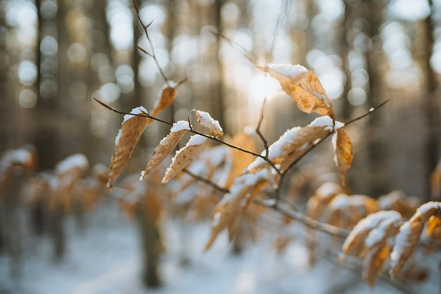 macro photography of brown leaf, brown dried leaves covered with snow in selective focus photography HD wallpaper